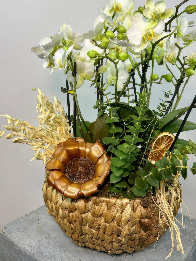 Örgü Sepette Beyaz Orkide Aranjmanı ile Doğal Zarafeti Keşfedin