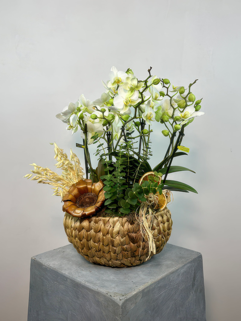 Örgü Sepette Beyaz Orkide Aranjmanı ile Doğal Zarafeti Keşfedin