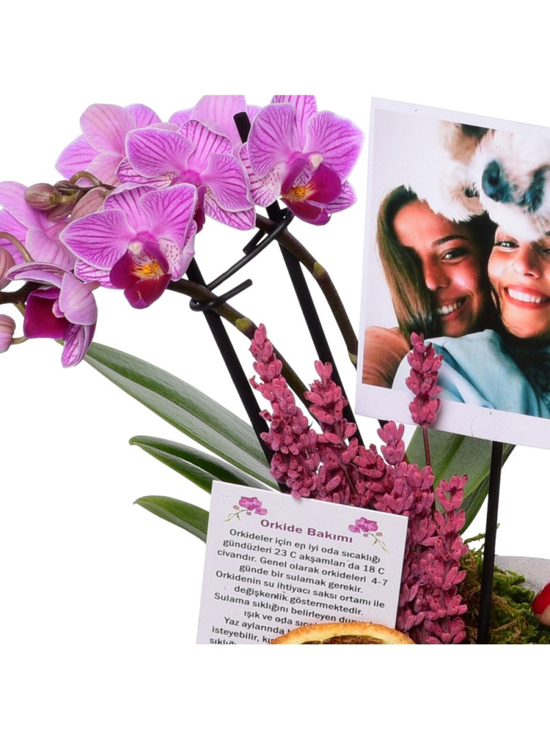 Kişiye Özel Fotoğraflı Pembe Orkide Aranjmanı – Zarif Hediye Seçimi
