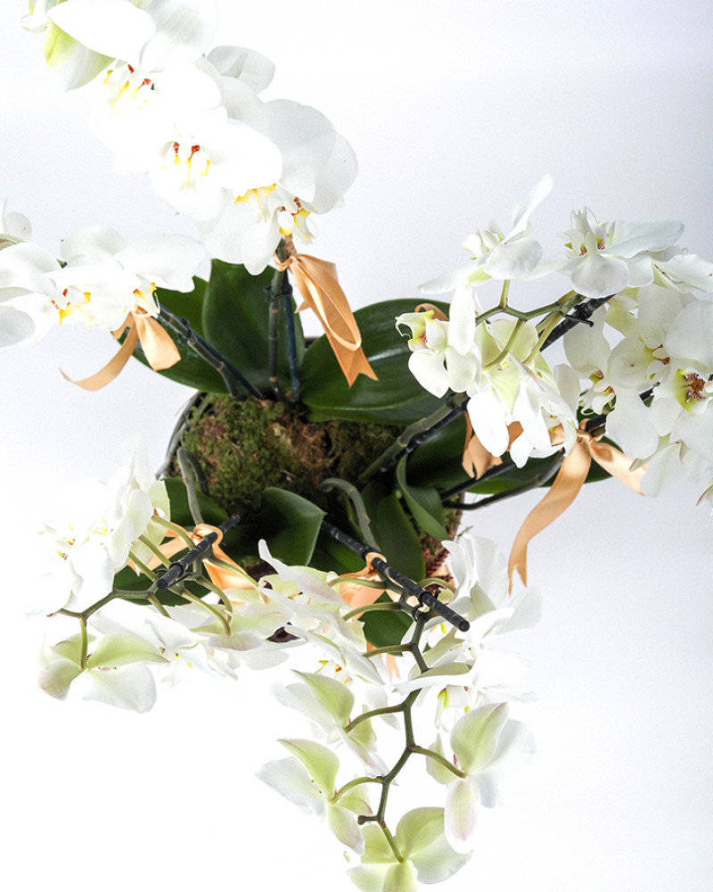 ek Dallı Beyaz Orkide – Zarafetin Sessiz Duruşu